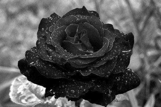 黑玫瑰花语及代表意义