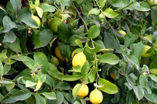 柠檬树掉叶子怎么挽救