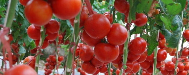 西红柿开花到成熟多久