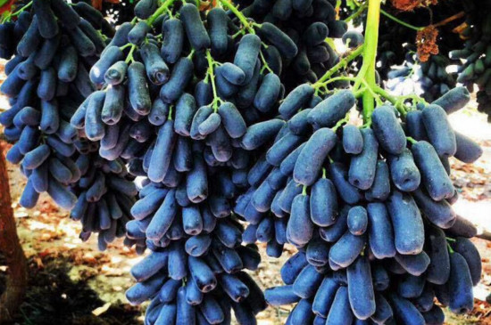 蓝宝石葡萄好吃吗