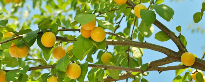 桃树杏树能嫁接月季吗
