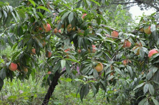 桃树杏树能嫁接月季吗