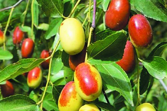 枣树种子繁殖方法