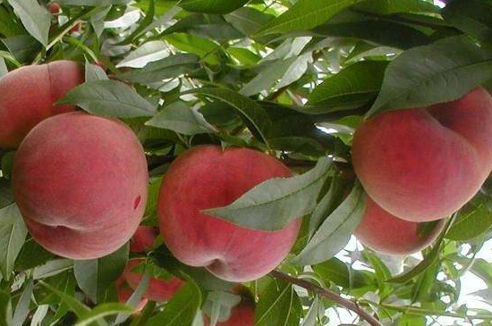 桃树可以扦插繁殖吗