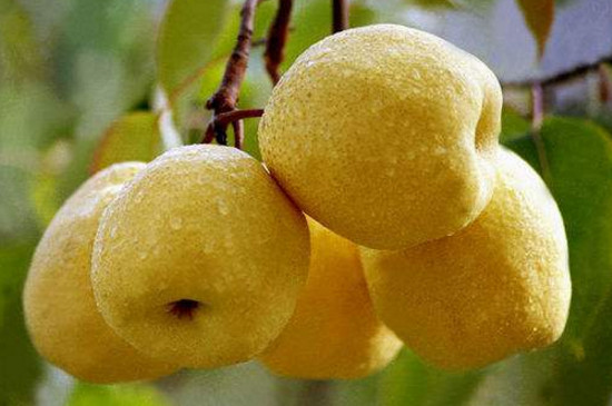 梨子是什么季节的水果