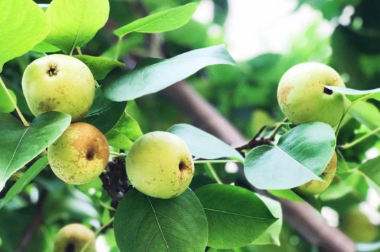 梨树全年用药方案