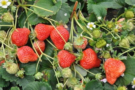 草莓每年都要重新种吗