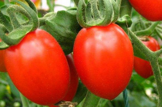 盆栽小番茄要多久结果