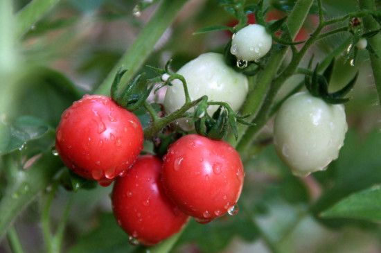 盆栽小番茄要多久结果