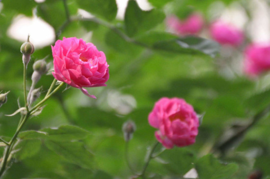 蔷薇花扦插技术和时间