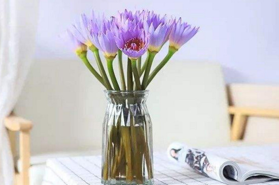 紫睡莲在花瓶怎么养