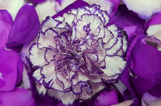 紫色康乃馨花语