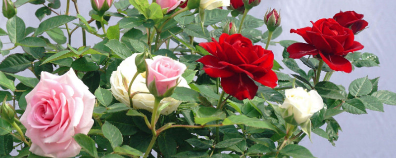 玫瑰花盆栽技术