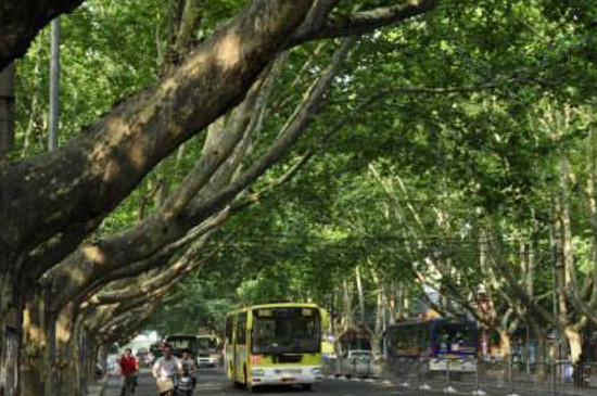 南京为什么种满梧桐树