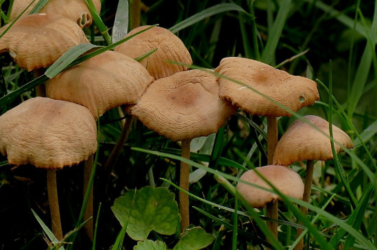 家里种蘑菇的危害
