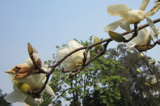 木兰科植物的主要特征