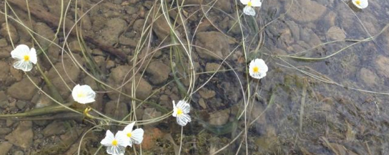 泸沽湖的水性杨花几月份开花