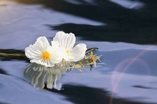 泸沽湖的水性杨花几月份开花