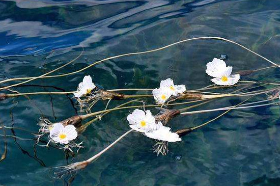 泸沽湖的水性杨花花语