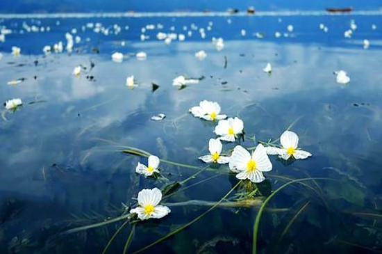 泸沽湖的水性杨花花语