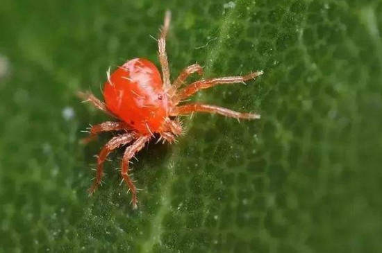 苹果树红蜘蛛用什么药最有效