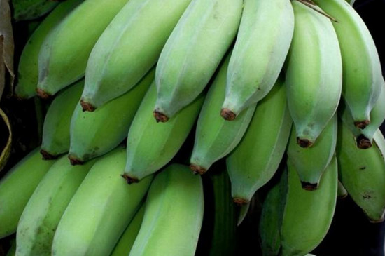 米蕉是热性还是凉性