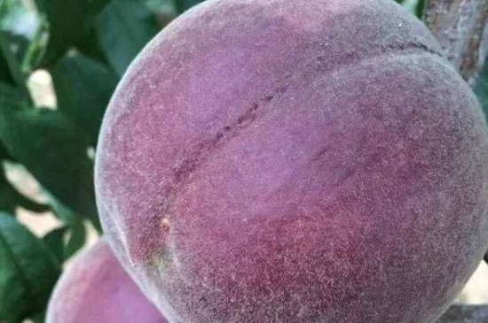 紫色的桃子叫什么桃