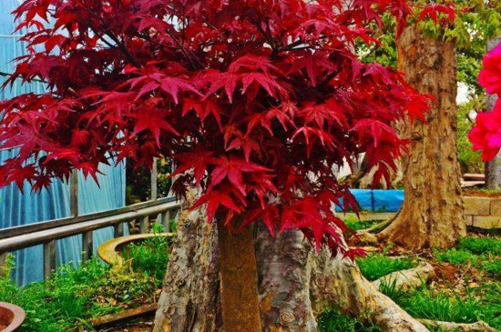 红枫树种植方法