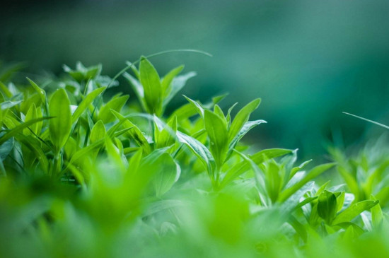 绿色植物的呼吸作用