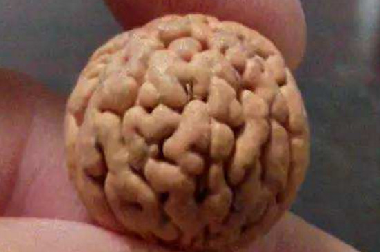 脑纹桃核是什么桃树