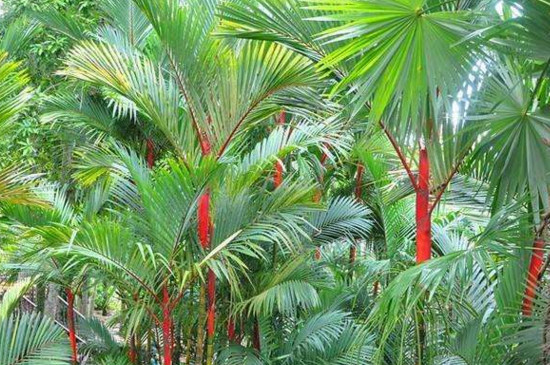 12种常见棕榈科植物