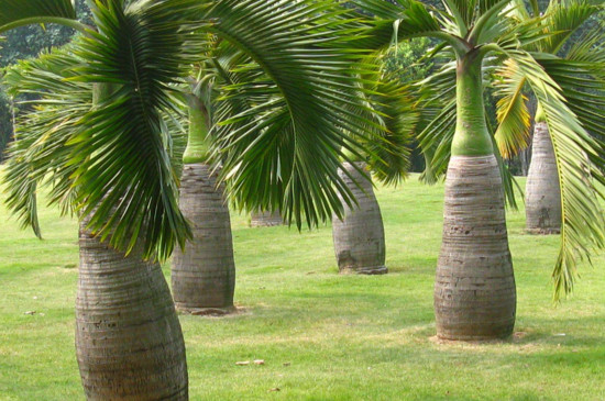 12种常见棕榈科植物