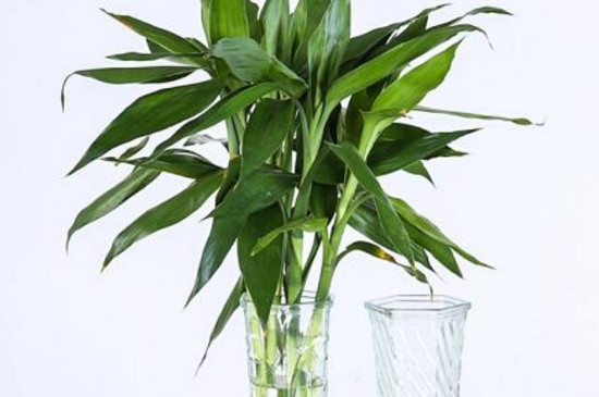 一个花瓶养几支富贵竹