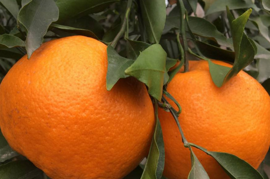 丑橘树几年结果