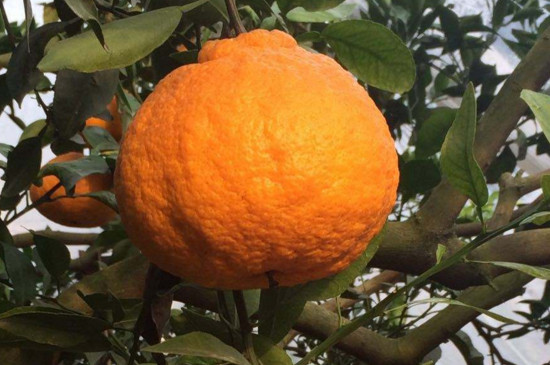 丑橘树几年结果