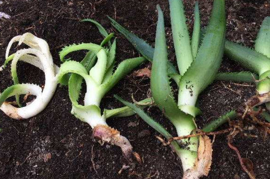 四种植物繁殖的方法