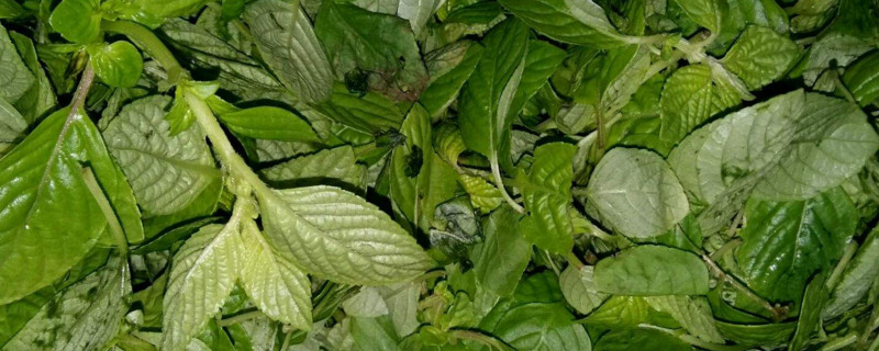 可以做凉粉的植物叶子 可以做凉粉的植物叶子 双偶网