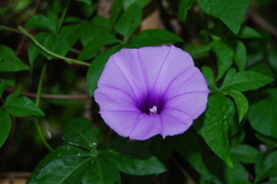 紫色的牵牛花的花语