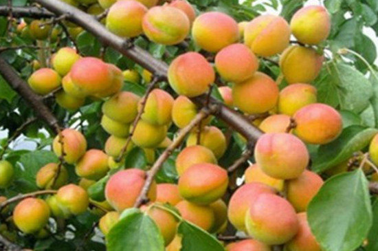 杏树怎么种才能生根