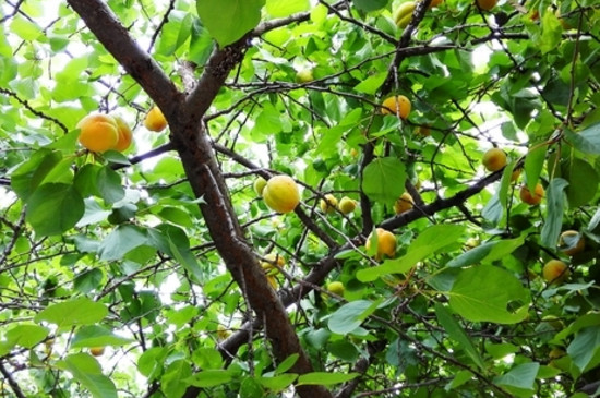 杏树是果树吗