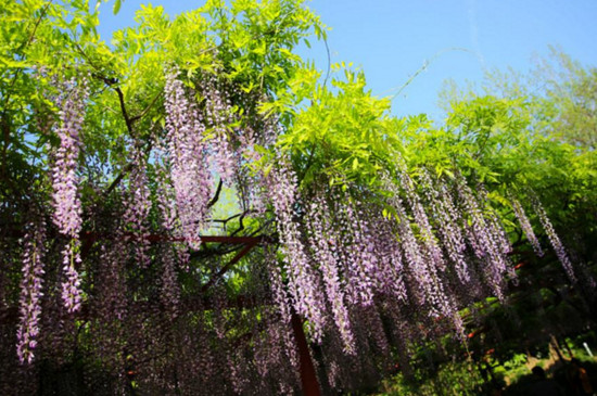 嘉定紫藤园最佳赏花期