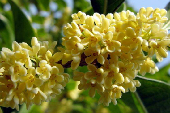 杭州的市花是什么市树是什么