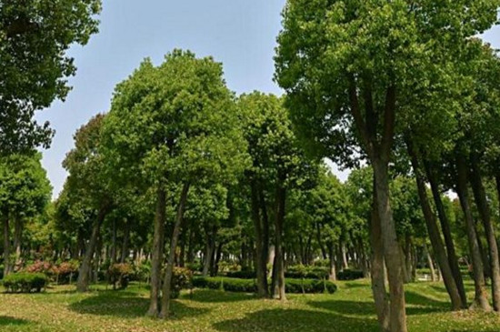 杭州的市花是什么市树是什么