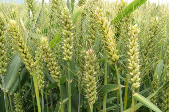 小麦属于什么植物