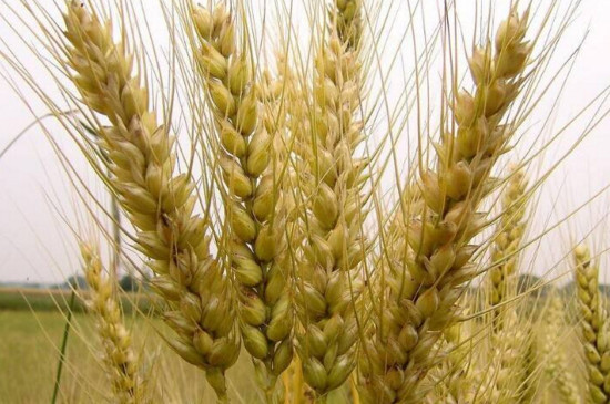 小麦种子是单子叶还是双子叶