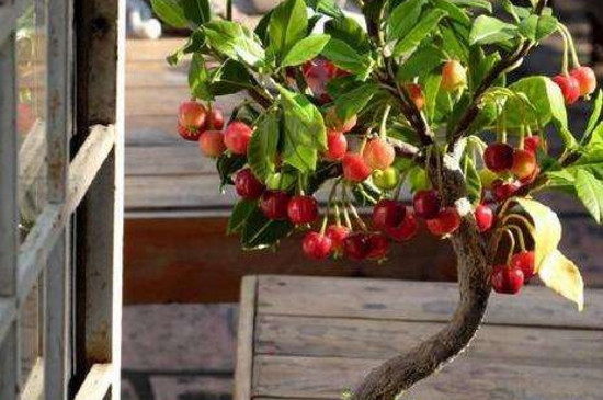 樱桃子能种盆栽吗