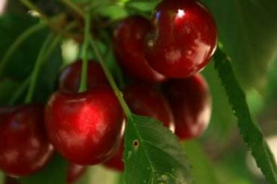 樱桃跟车厘子是同一种水果吗