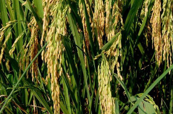 水稻收获季节