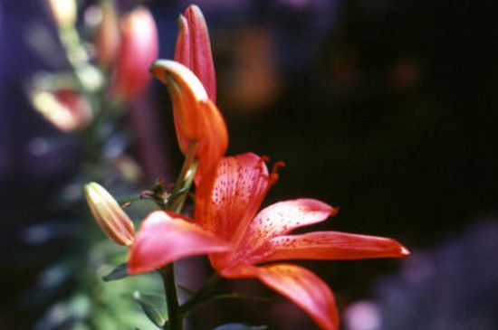 tiger lily是什么花