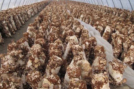 五万元能种多少香菇